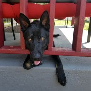 Meet your Posher, Josh